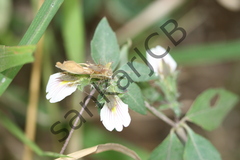 Blepharis maderaspatensis